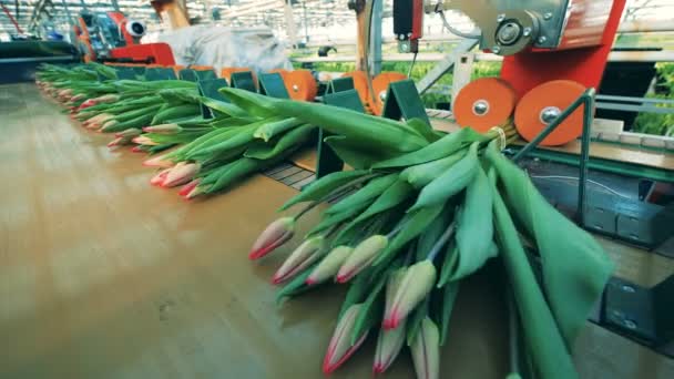 Buketter av tulpaner blir mekaniskt bunden — Stockvideo