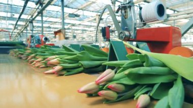 Pembe laleler konveyör boyunca hareket ediyor.