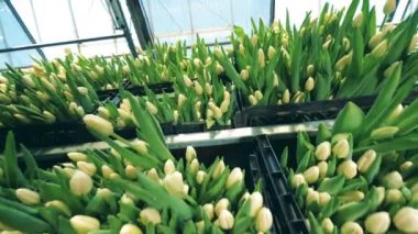 Çiçek açan lalelerle dolu kara kutular