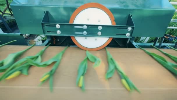 Tulips on the conveyor are getting pressed by the machine — Stock Video