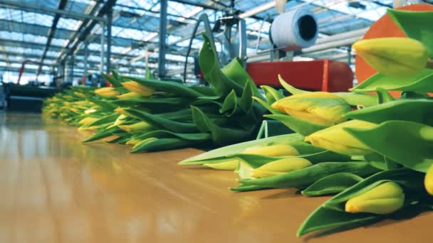 Des bouquets de tulipes jaunes se déplacent le long du transporteur — Video