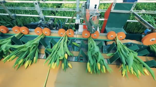 La atadura mecánica de los tulipanes amarillos el invernadero — Vídeo de stock