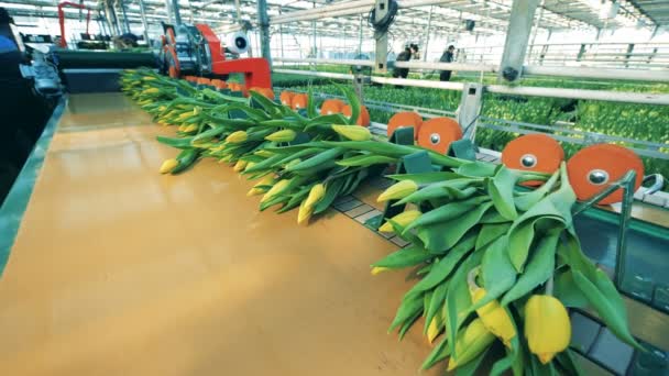 Transportador de separación es la reubicación de lotes de tulipanes — Vídeo de stock