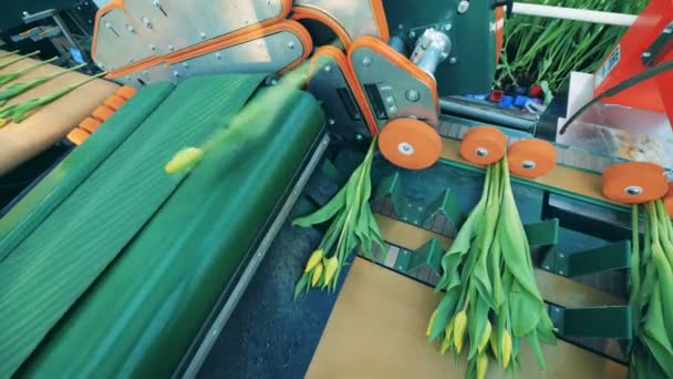 Жовті тюльпани розстаються механічно — стокове відео