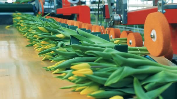 Vastgebonden bloeiende tulpen worden verplaatst door de transportband — Stockvideo