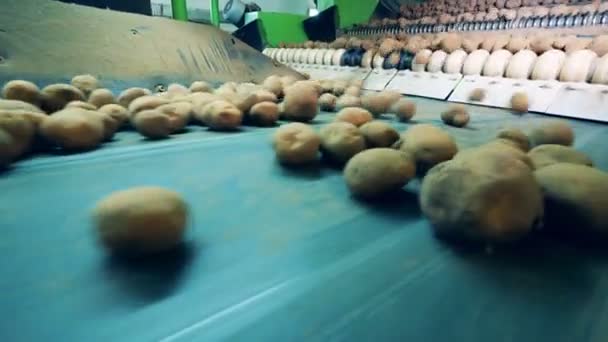 Taze patates taşıyıcı boyunca hareket ediyor — Stok video