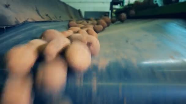 Dirty potato tubers are falling from the conveyor — Stock Video