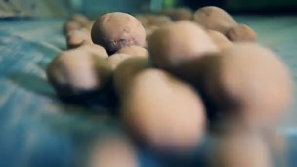 Крупный план перемещения и падения свежей картошки — стоковое видео
