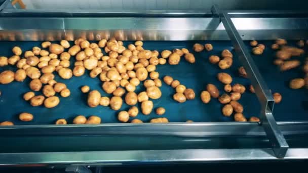 Fabriks maskinen transporterar tvättad potatis — Stockvideo