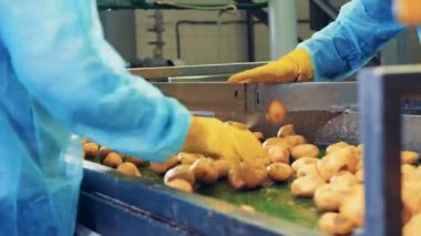 Patatesler işçiler tarafından ikiye bölünür.