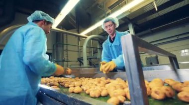 Erkek işçiler patates yumrularını dilimliyor