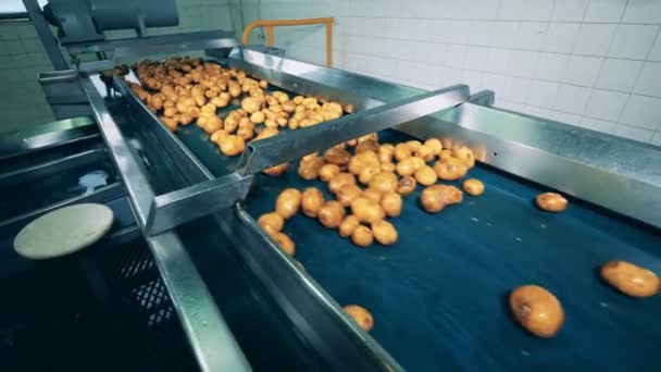Промышленное оборудование перемещает клубни мокрого картофеля — стоковое видео