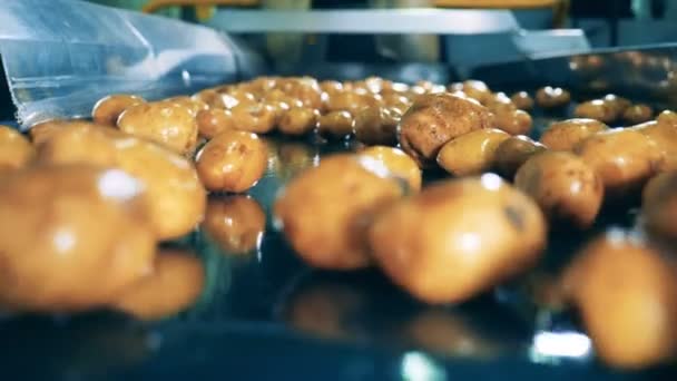 Tubercules de pommes de terre se déplaçant le long de la ceinture dans un gros plan — Video