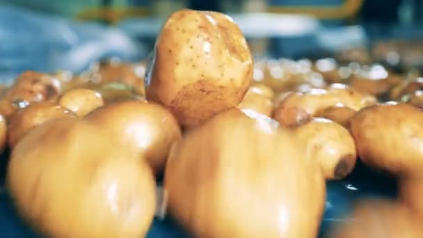 Close-up van gewassen aardappelen die van de transportband vallen — Stockvideo