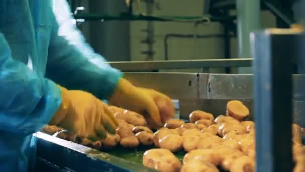 Conveyor belt with potatoes getting cut into halves — Stock Video