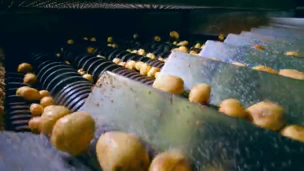 I tuberi di patate stanno entrando nel meccanismo di taglio — Video Stock