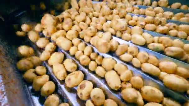 Top view of cleaned potatoes moving in metal ducts — Stock Video