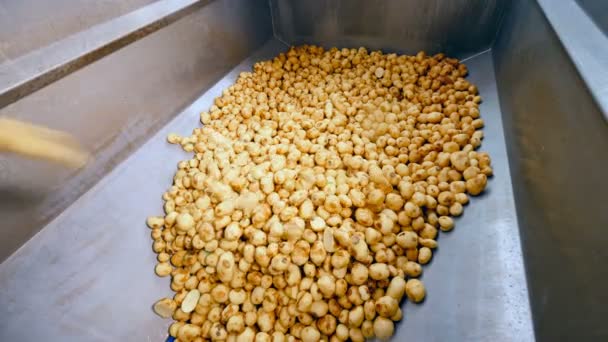 Metallbehållaren blir fylld med potatisknölar — Stockvideo