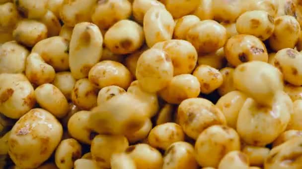 Geputzte Kartoffelknollen werden zusammengeworfen — Stockvideo