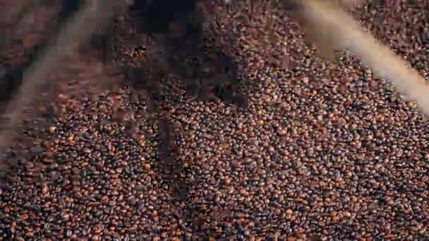 Las semillas de café tostadas se están agitando por el mecanismo — Vídeo de stock