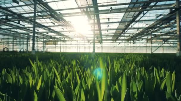 Tulpanblommor växer i ett stort växthus. — Stockvideo
