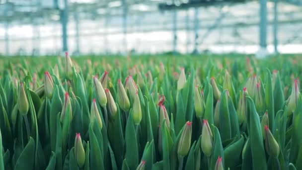 Rote Tulpenknospen, die in Blumenbeeten in einem Gewächshaus wachsen. — Stockvideo