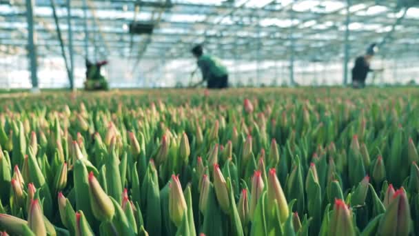 Florists collecting tulips from flower beds in modern glasshouse. — Stock Video