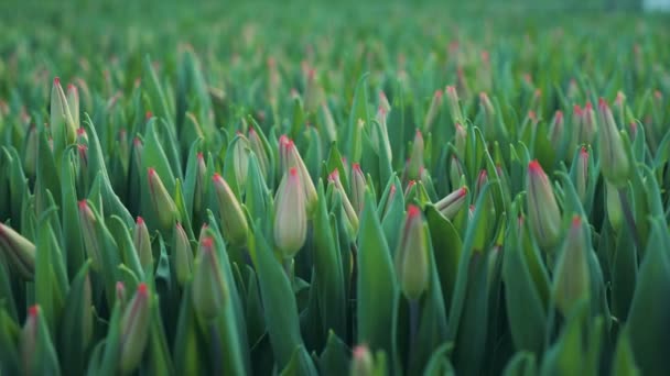 Tulipanes rojos cultivados colocados en macizos de flores en filas . — Vídeo de stock