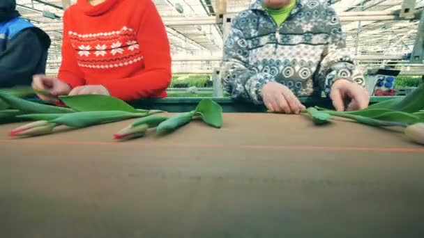 Glasshouse arbeiders controleren verse tulpen die op industriële lijn bewegen. — Stockvideo