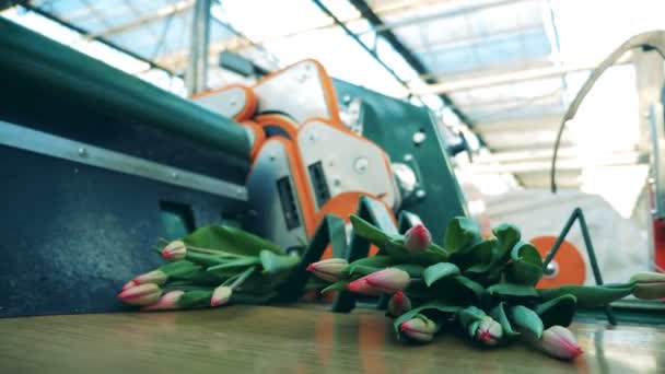 온실 기계는 움직이는 라인에 튤립 꽃다발을 만든다. — 비디오