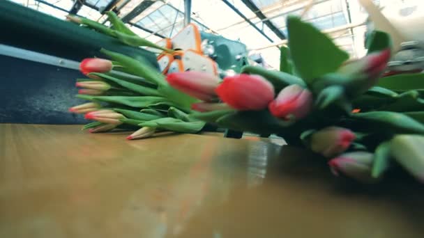Molti mazzi di tulipani rosa formati su un trasportatore in movimento in una serra . — Video Stock