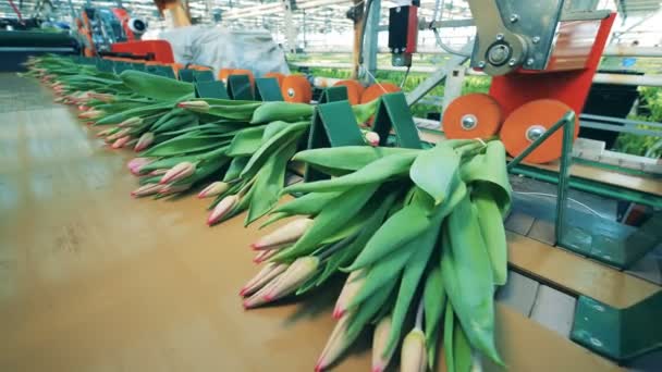 Automated machine ties bunches of tulips on a moving line. — Stock Video