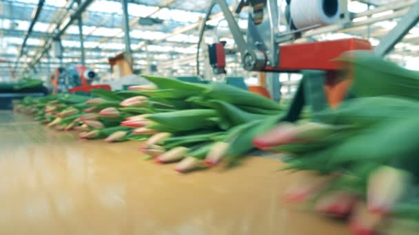 Tulipanes rosados en racimos moviéndose sobre un transportador en un invernadero moderno . — Vídeo de stock