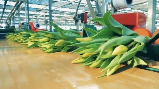 Tulipes jaunes formées en bouquets sur un convoyeur de serre . — Video