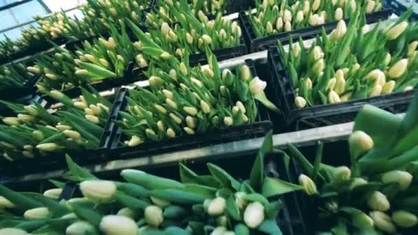 Tulipes blanches stockées dans des boîtes sur un rack dans une serre . — Video