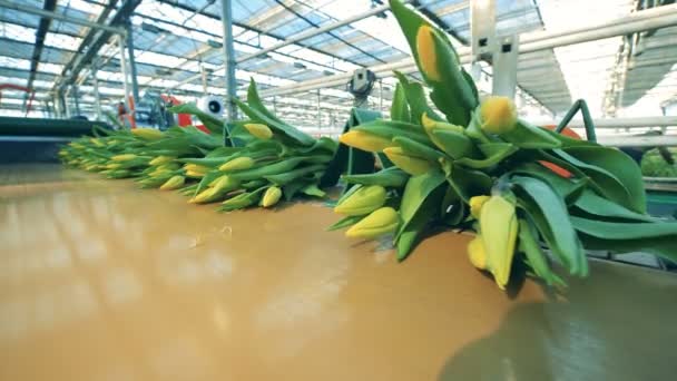 Bouquets di tulipani freschi che si muovono su linea automatizzata in serra . — Video Stock