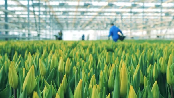 Giardinieri lavorano in una serra piena di tulipani gialli . — Video Stock