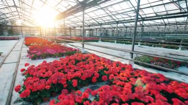 Fleurs en pot colorées poussant dans la serre — Video