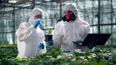 Biyologlar bitkilerin üzerine sıvı kimyasal bırakıyorlar. Zehir, gıda kavramında pestisit.