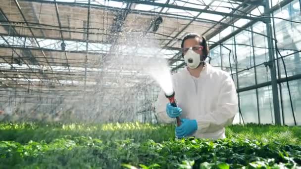 Trabajador de invernadero está regando las plantas con líquido químico. Agricultura, herbicida, productos químicos en la agricultura . — Vídeo de stock