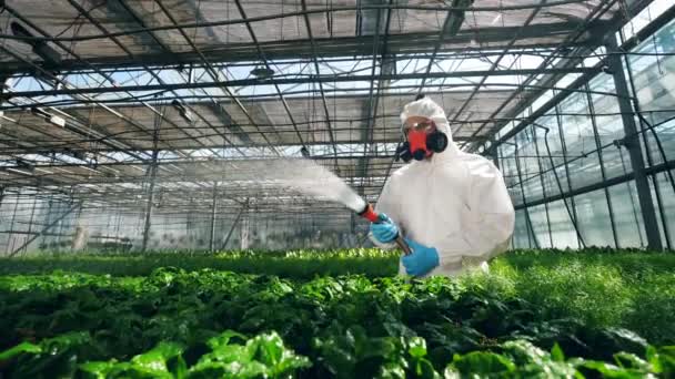 Biólogo masculino está polvilhando plantas com pesticidas. Conceito de modificação genética . — Vídeo de Stock