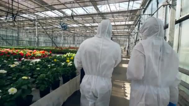 Vue de derrière de deux agronomes marchant le long de la verdure — Video