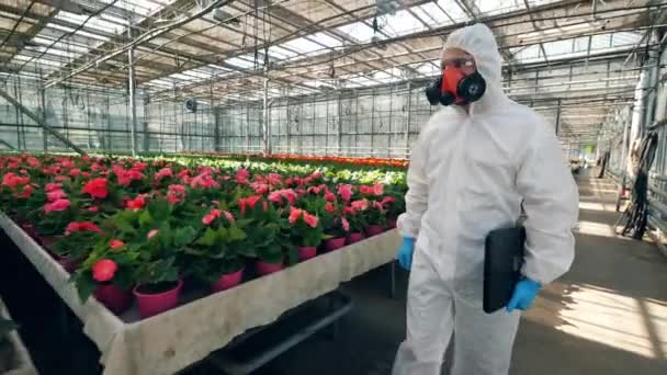 Hombre especialista es ropa de trabajo está caminando a lo largo del invernadero. Agricultura, herbicida, productos químicos en la agricultura . — Vídeo de stock