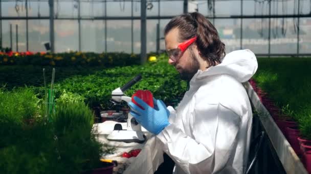 El biólogo masculino con un microscopio está observando verduras. Concepto de modificación genética . — Vídeos de Stock