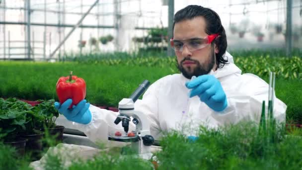 Ιδέα γενετικής τροποποίησης. Η κόκκινη πιπεριά γίνεται χημικά γεμάτη από έναν άντρα επιστήμονα. — Αρχείο Βίντεο