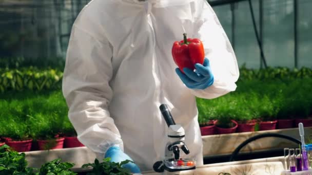 Bioingenieur pumpt flüssige Chemikalien in Paprika — Stockvideo