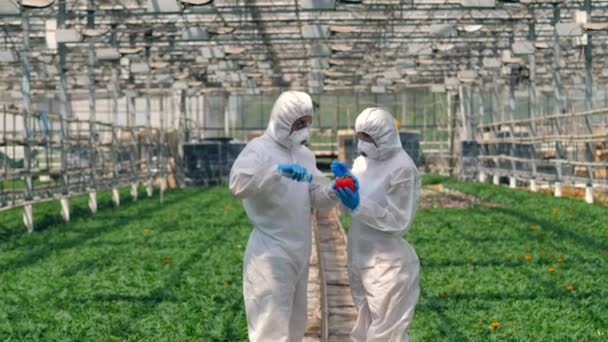İki tarım uzmanı biberi böcek ilaçlarıyla pompalıyor. Zehir, gıda kavramında pestisit. — Stok video