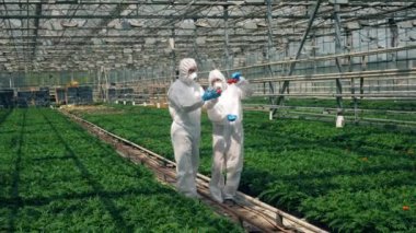 İki bilim adamı tarafından tutulan domates araştırma süreci. Tarım, herbisit, tarımda kimyasallar.