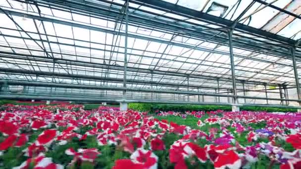 Röda och rosa blommor växer i ett stort växthus. — Stockvideo