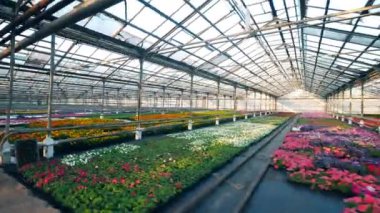 Tencerede bir serada yetişen birçok renkli çiçek.